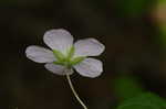 Wild geranium